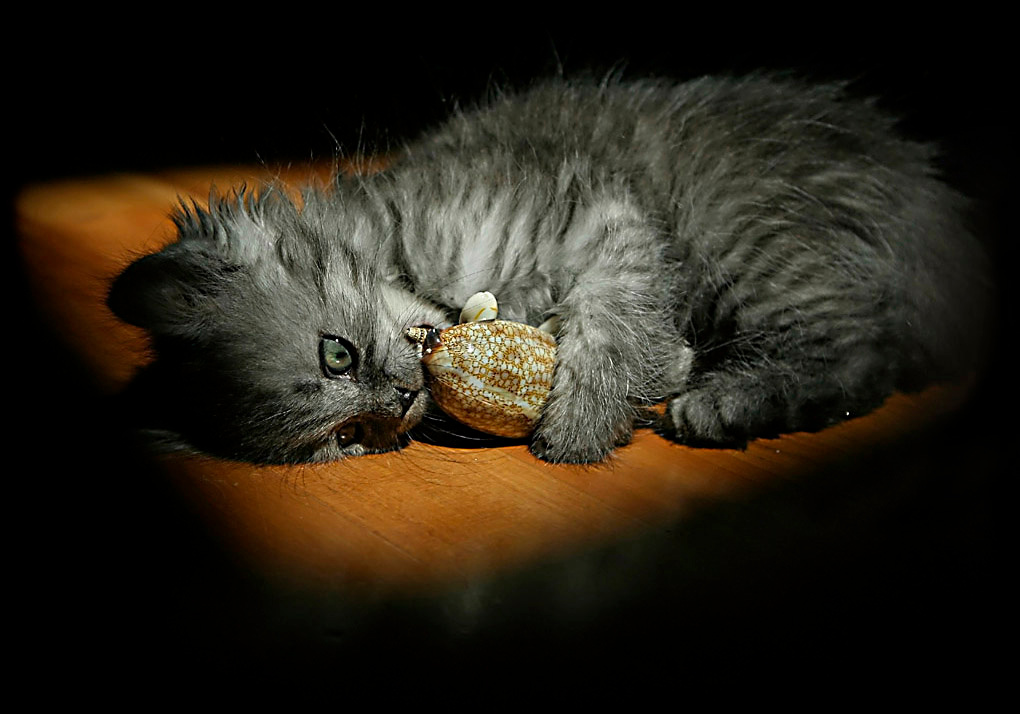 ... животные кошка джеки
