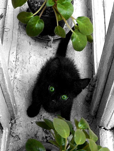 Комнатная зелень=) котенок, окно, цветы