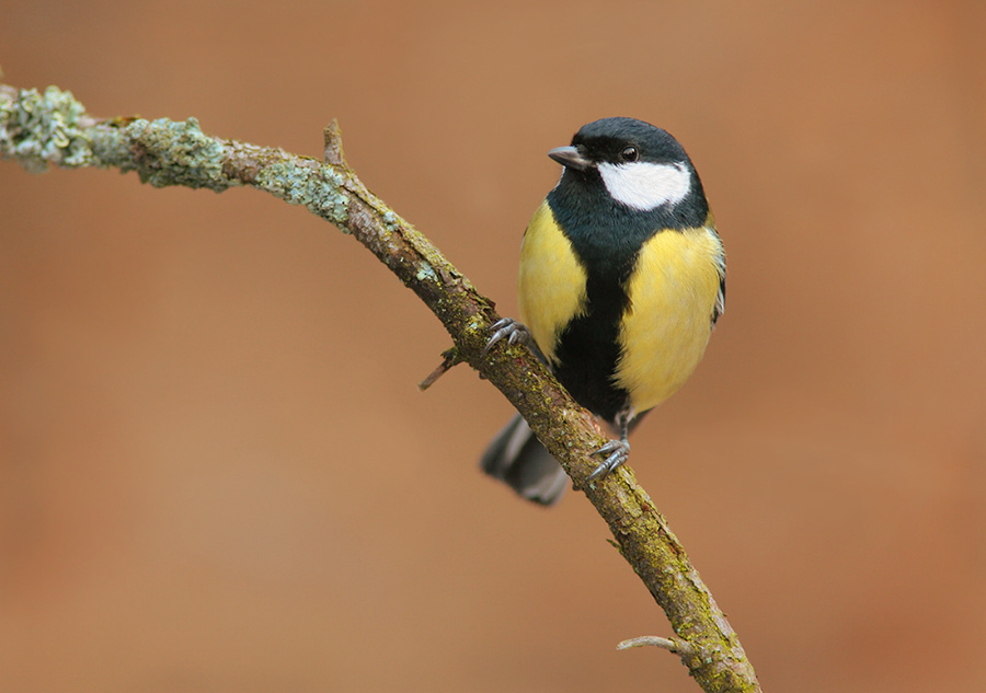 Ещё один урок с синицей Больша синица Parus major