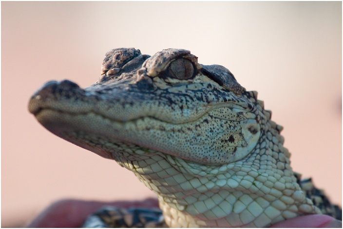 Ali Gator крокодил Everglades