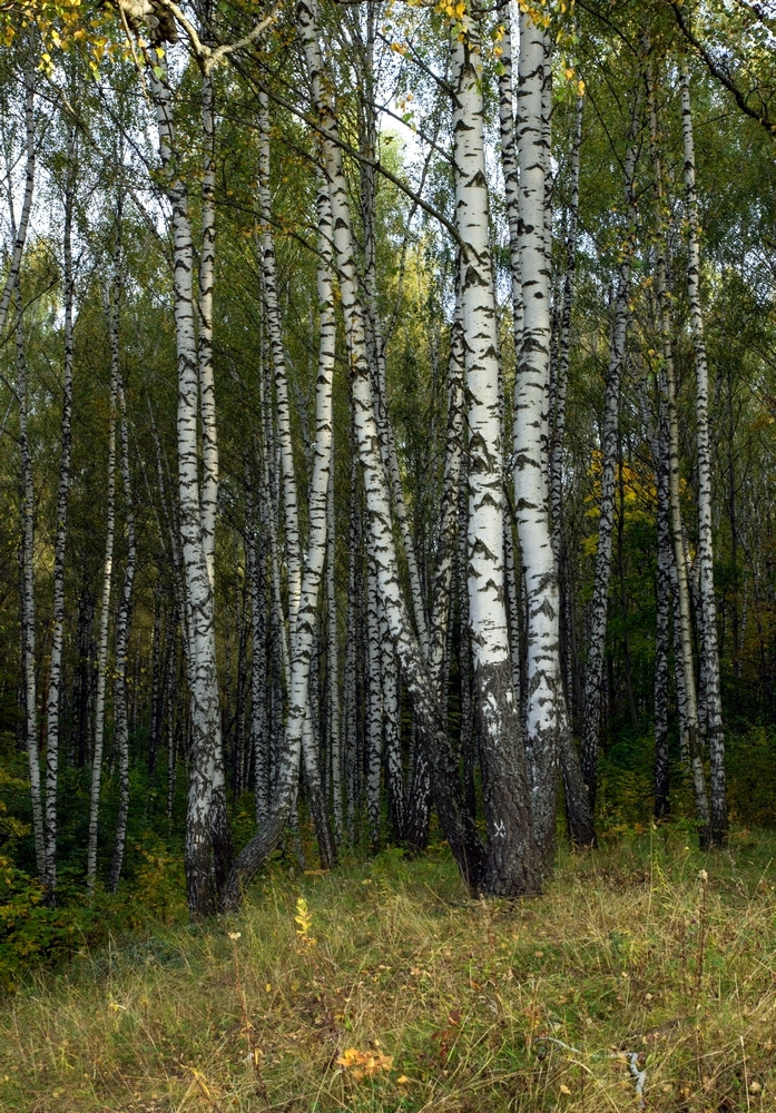 Берёзки. лес берёзки