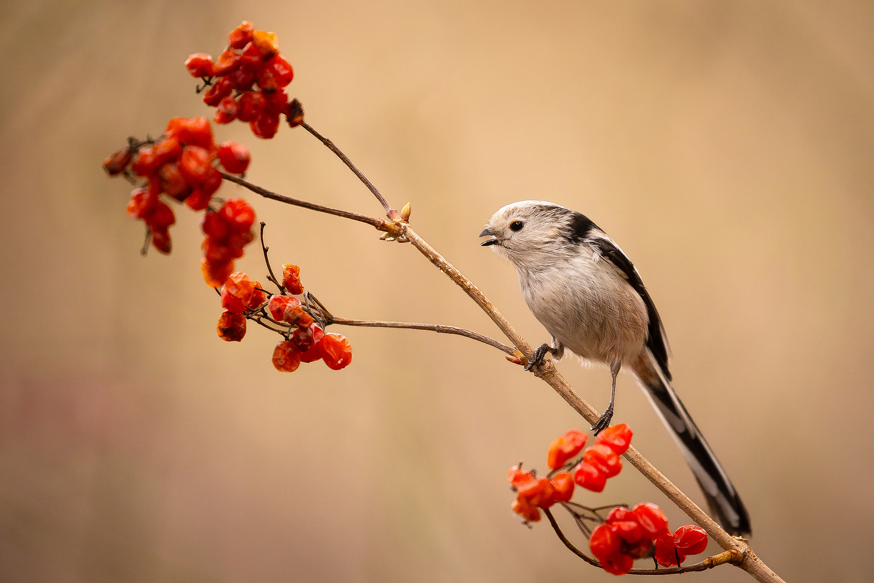 Long-tailed Ti 