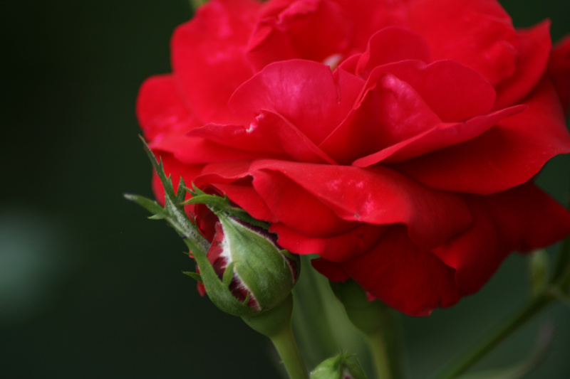 Flamenco 