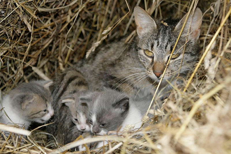 Не трогай котят, а то укушу! кошка серая котята