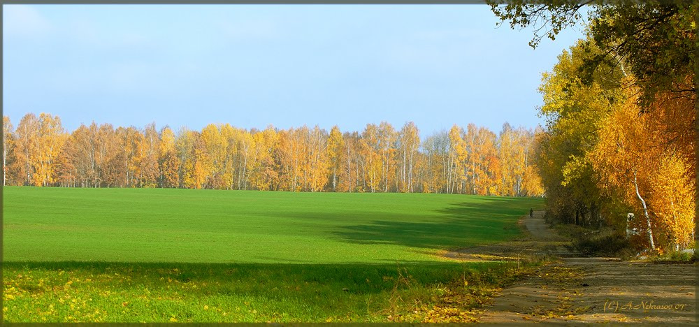 Озимые озимые осень солнце