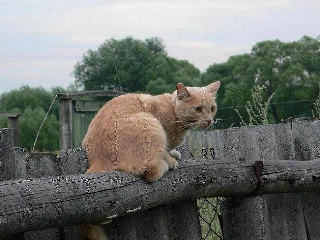 Эй! Собаку-то уберите! Рыжий кот,забор,лето.