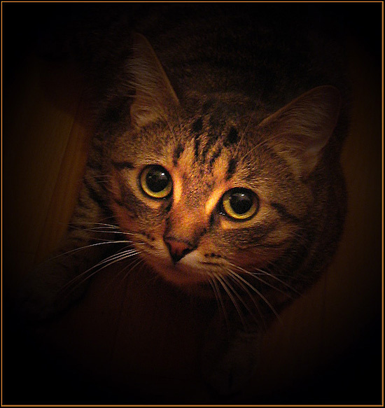 ВЗГЛЯД кошка  животные