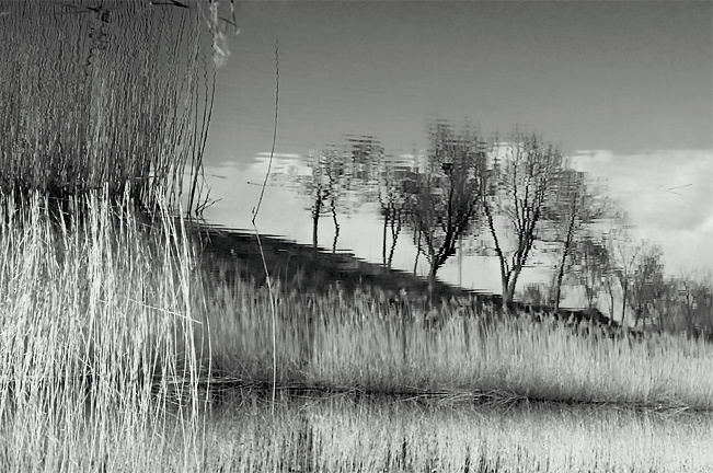 Reflection дерево камыш отражение молдова tree cane reflection moldova bw 2006-04-23 2006-04 2006