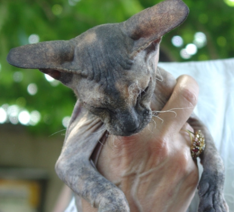 *** Кошка египетская