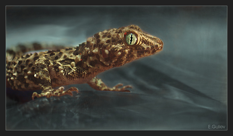 Reptile 