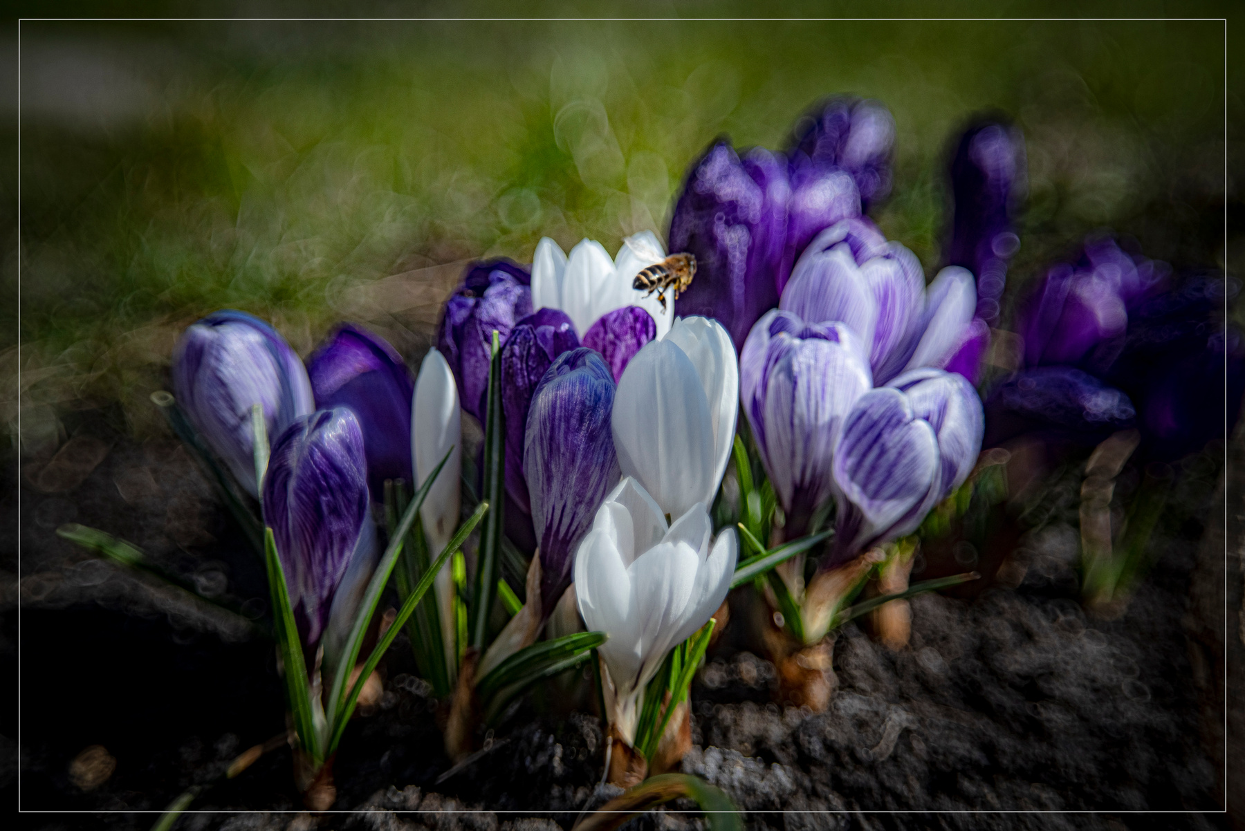 Весенний букет природа