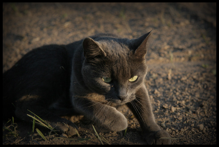 hunting кошка на охоте