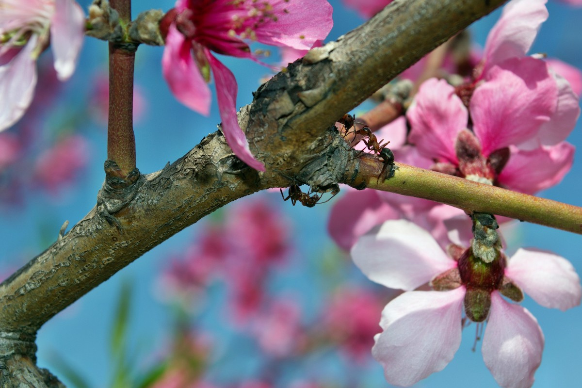 Ants and peach 