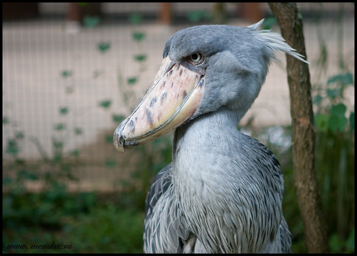 Спой, птичка! Сингапур, Shoebill, Whalehead
