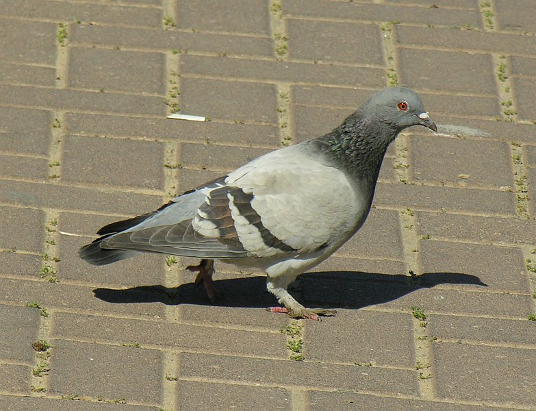 Голубь 
