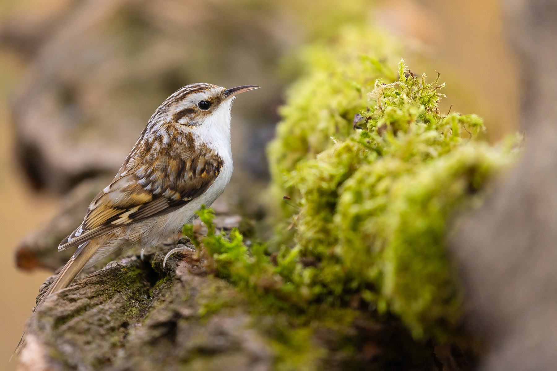 Certhia familiaris 