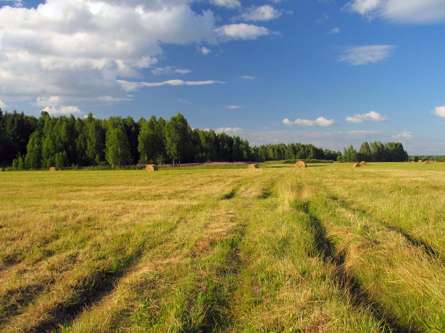 Родные просторы поле, сено