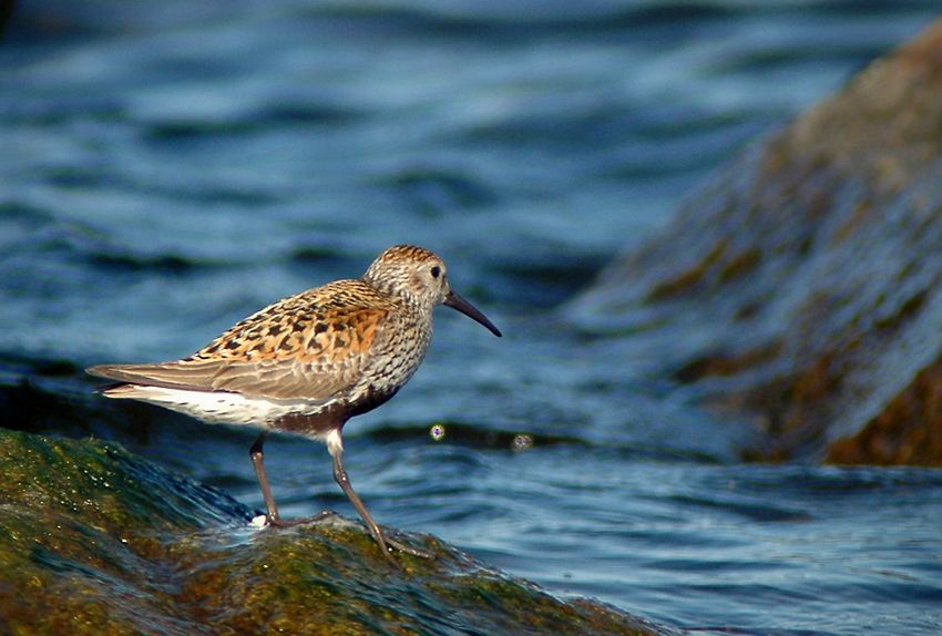 Чернозобик \\\\\\\\ Calidris alpina. кулик , птица, Чернозобик Calidris alpina