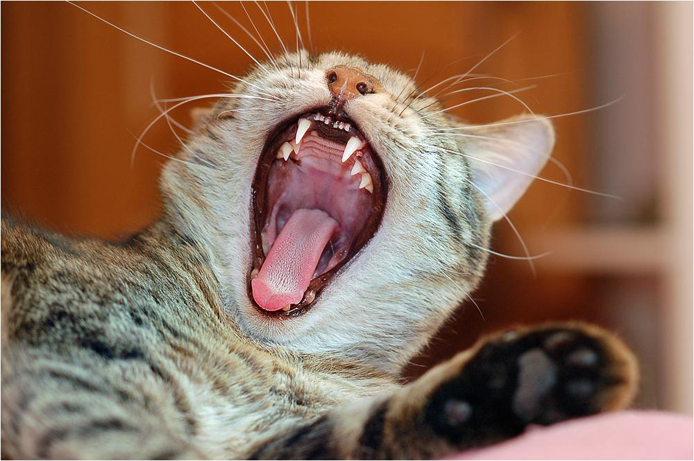 ЧАО!!! кошки,улыбки