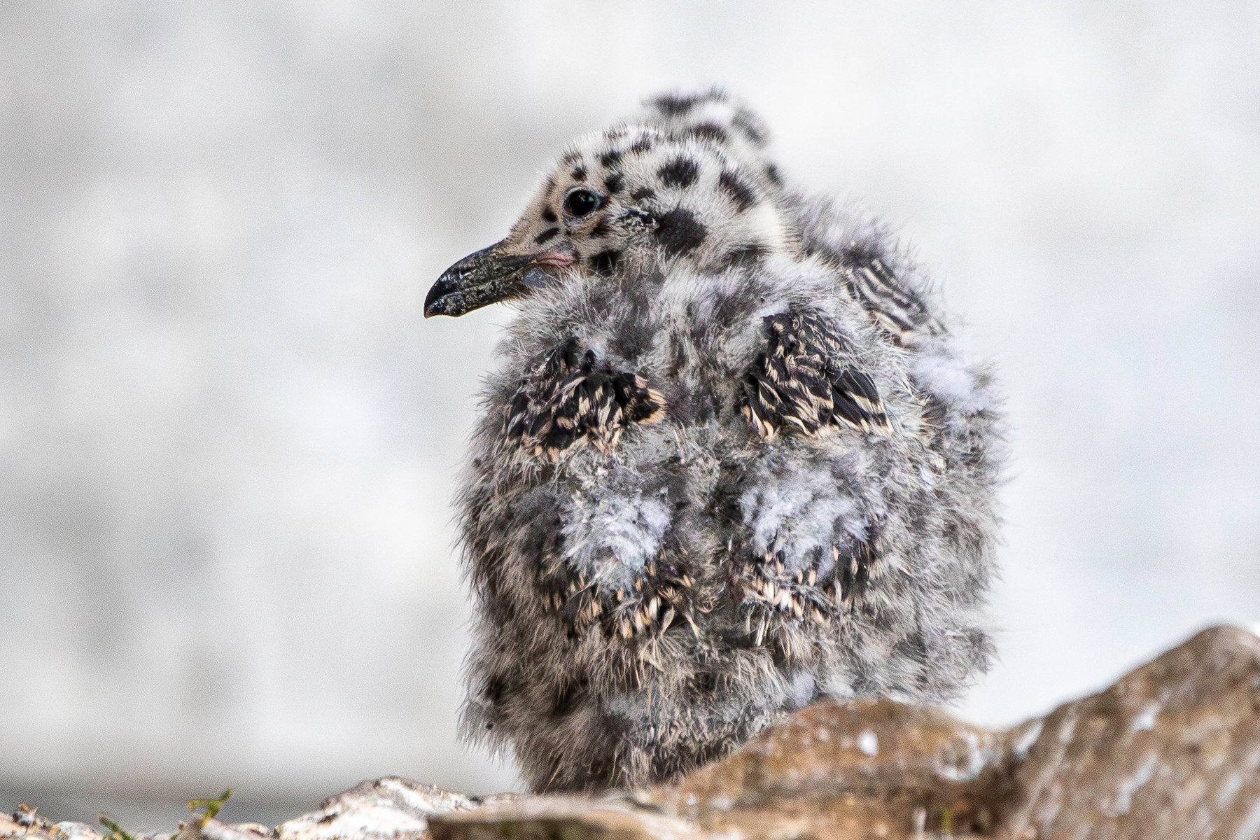 Птенчик Западная чайка Larus occidentalis Western Gull