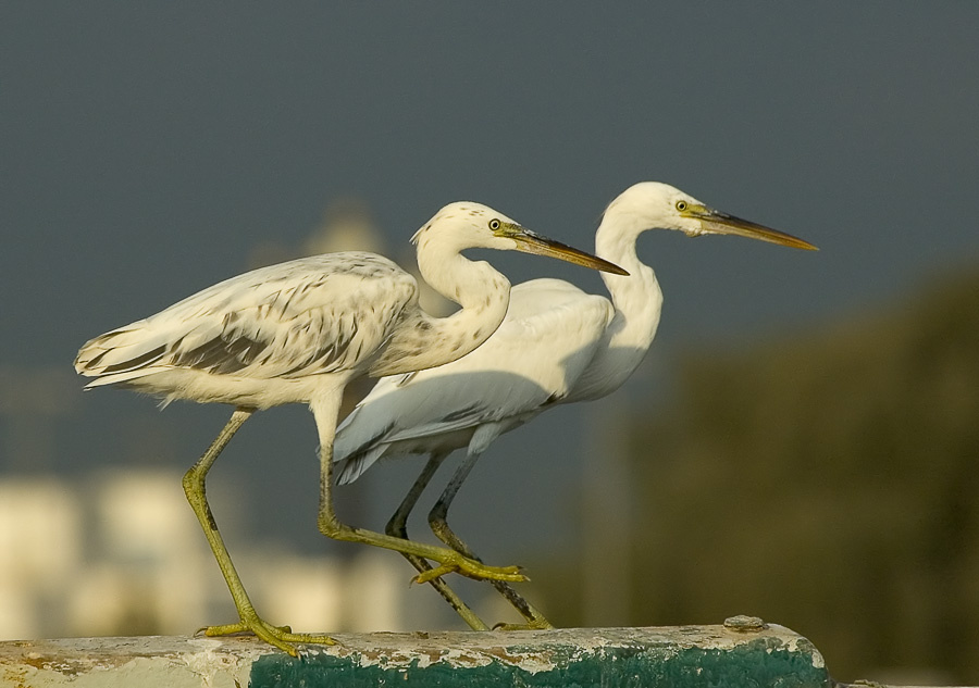 Гипсовые Рифовая цапля, Western Reef Egret, Egretta gularis