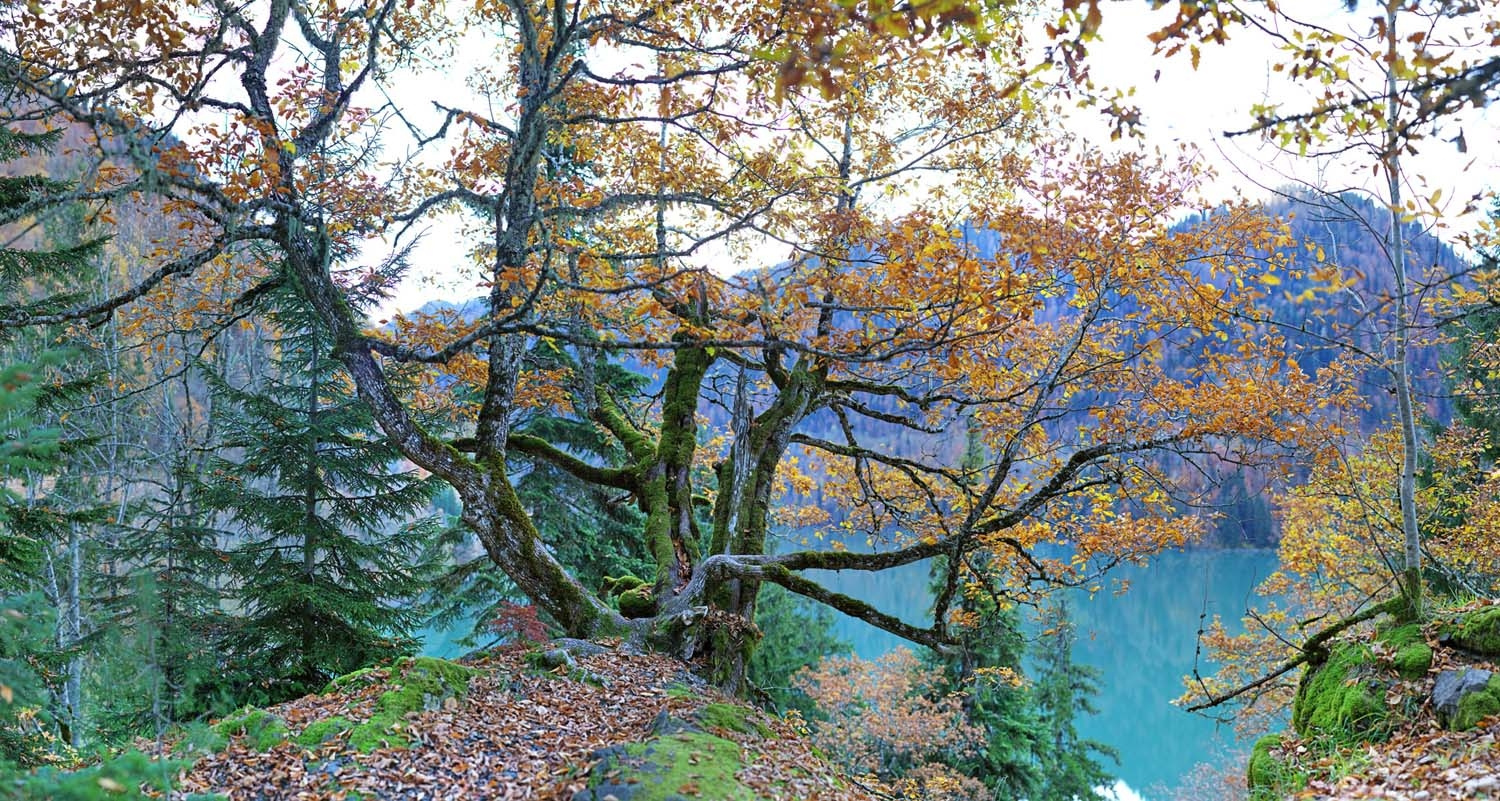 Осень на озере Рица. 