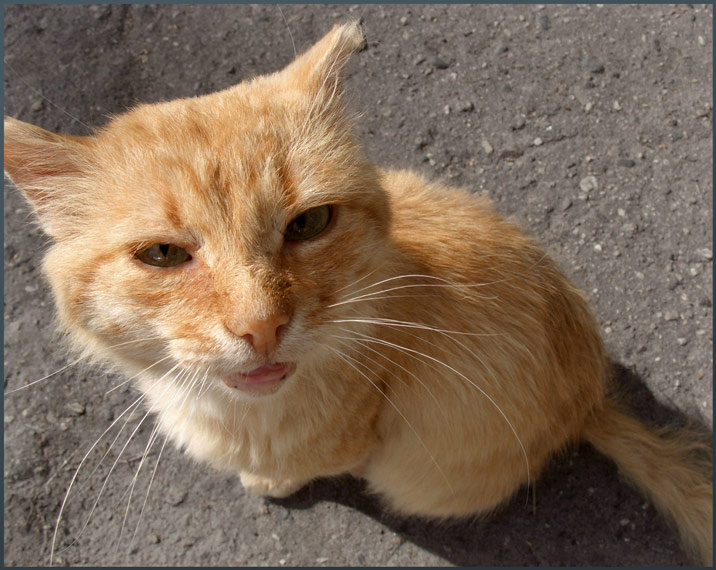 тварь кошка