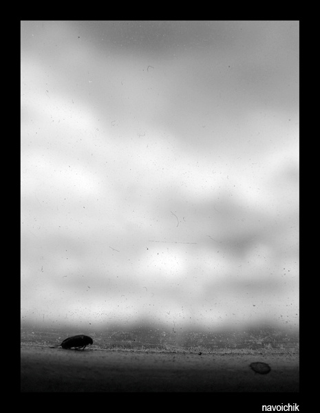 жук черный белый жук