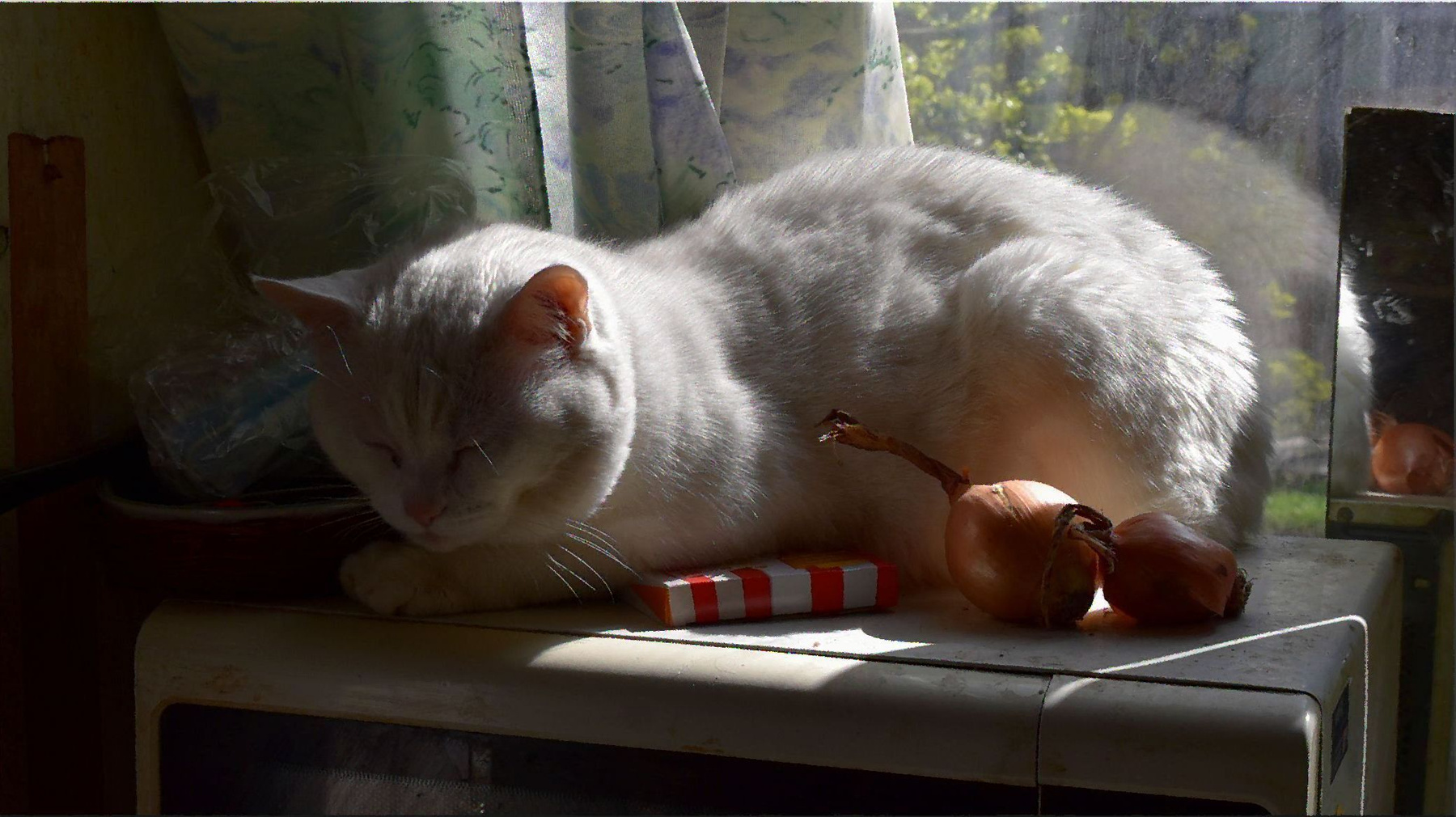 Наш кот кошка кот