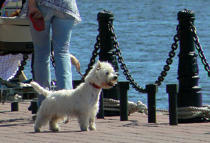 слушай, хозяйка, а может в другую сторону пойдем? не больше 200 символов