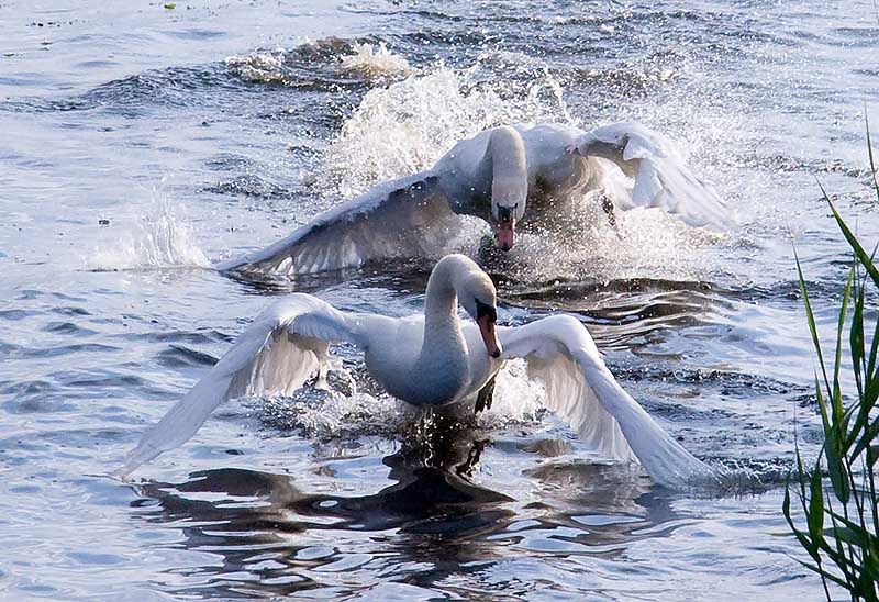 всё равно догоню лебедь река водоём