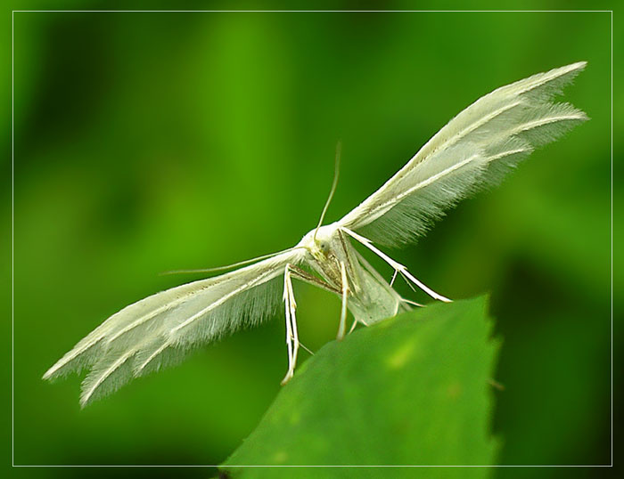Ангел. мотылек