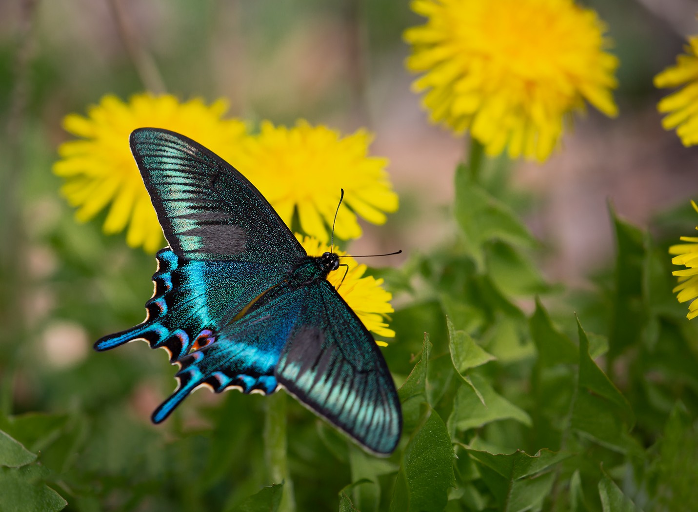 Одуванчиковый рай парусник Маака Papilio maackii Приморье Владивосток остров Русский май