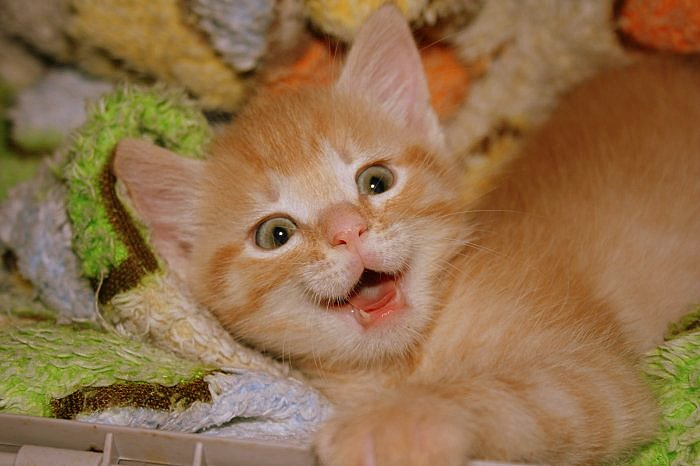 Васичка Рыжий котик кот котёнок Вася