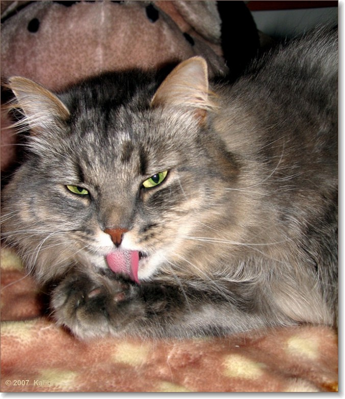 Котовский кот дом тигр