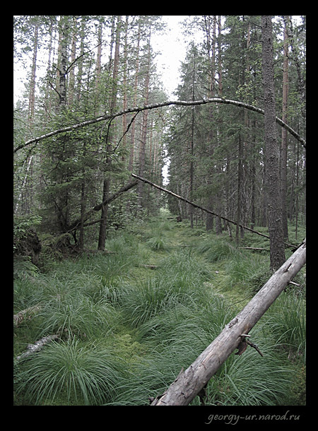 Дорога в Шир лес, forest, дорога