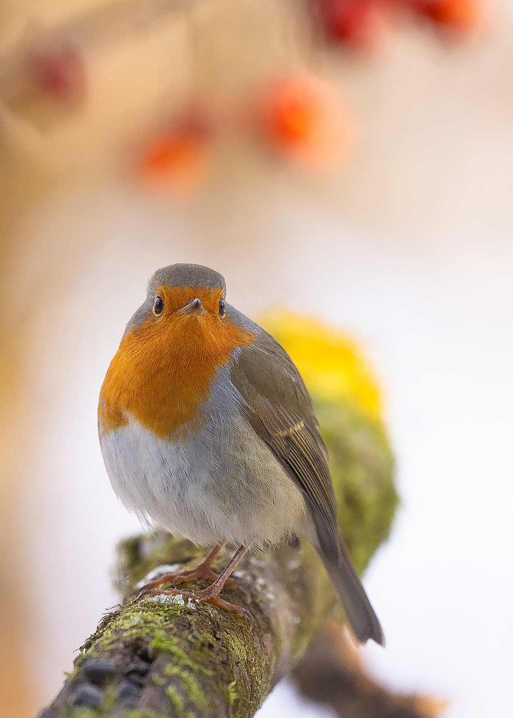 Robin 