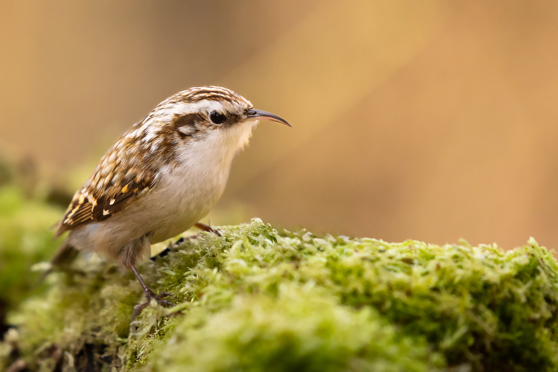 Certhia familiaris 
