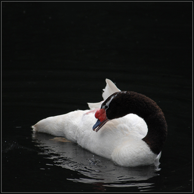 Капелька черношейный лебедь Cygnus nirgicollis