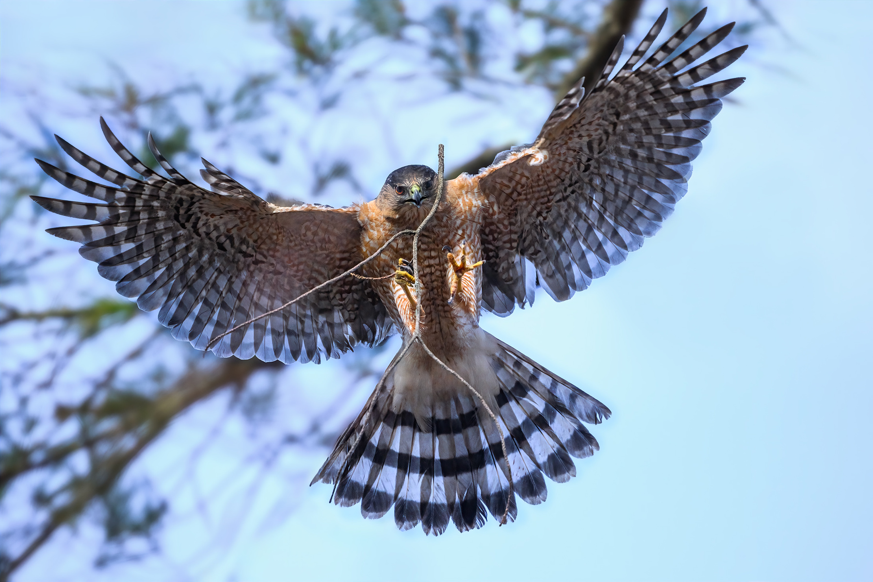 Cooper's hawk (m) 