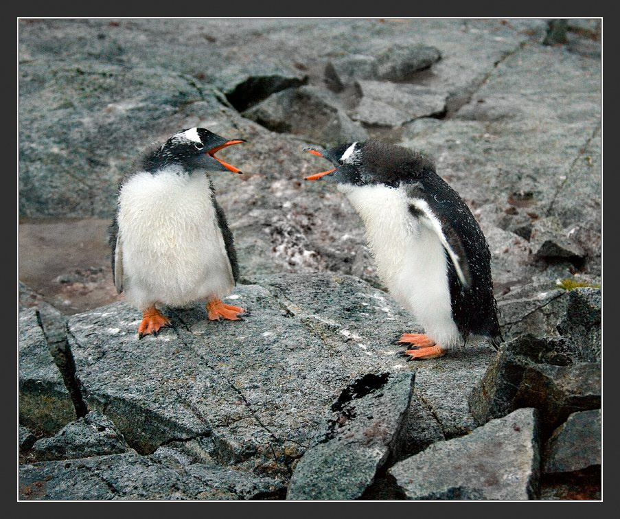 Спорщики Антарктика Антарктида Пингвин Gentoo