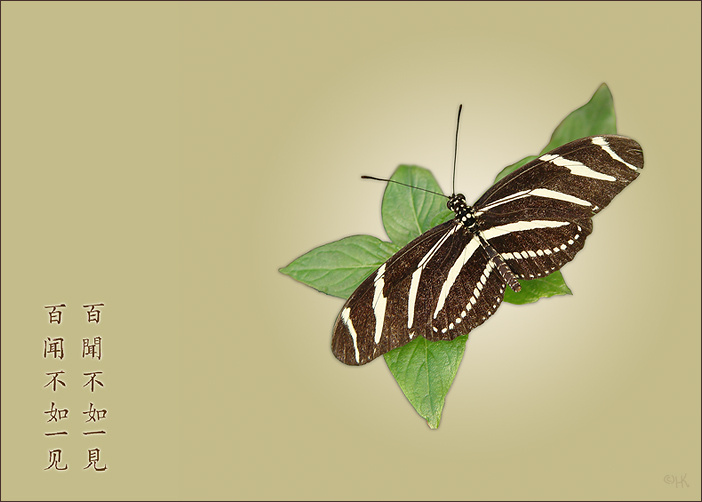 Zebra бабуська полосатая