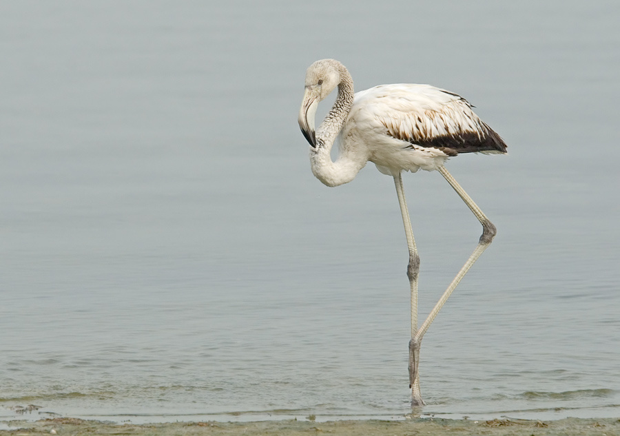 Променад Фламинго, Greater Flamingo, Phoenicopterus ruber, променад