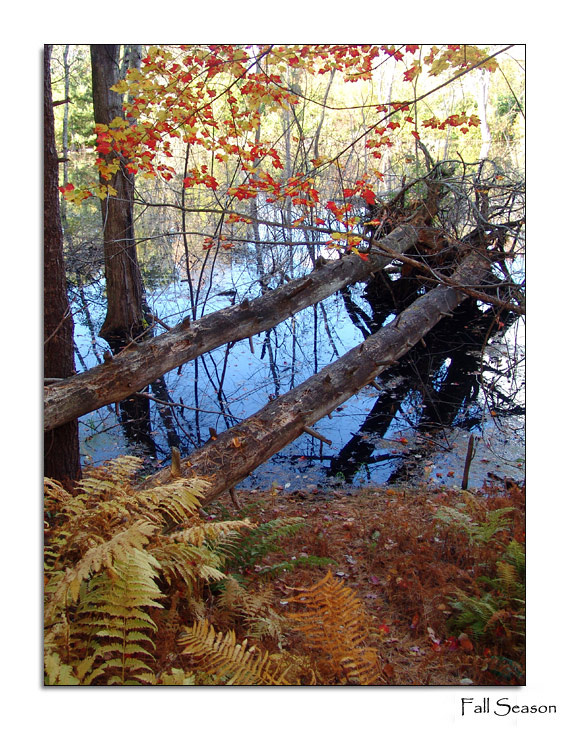 Fall Season tree, leaves, water