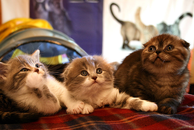 котятки кошка, котята, когти, шерсть
