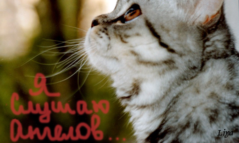 я слушаю Ангелов 