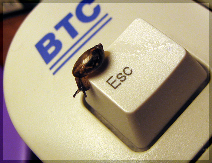 Esc улитка