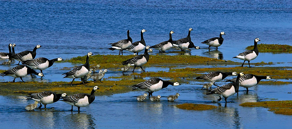 Исход Белощекая казарка, Branta leucopsis, Тобседа, Баренцево море, Barnacle Goose, Tobseda, Barents Sea, Arctic