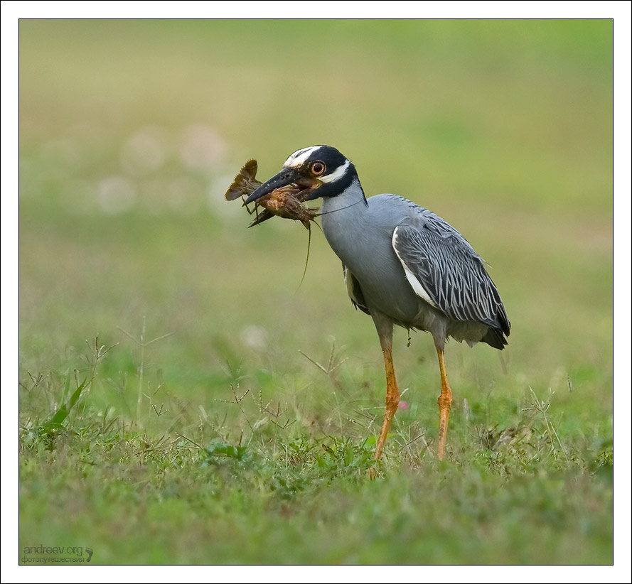 Доползался цапля Yellow-crowned Night Heron Техас