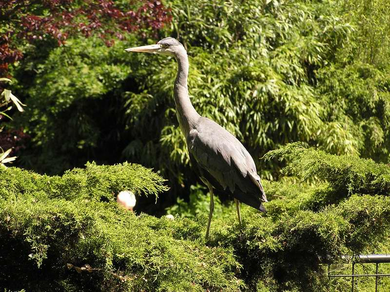 Zhuravlik Birds